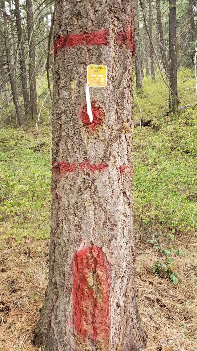 Look for these Forest Service markings of their land