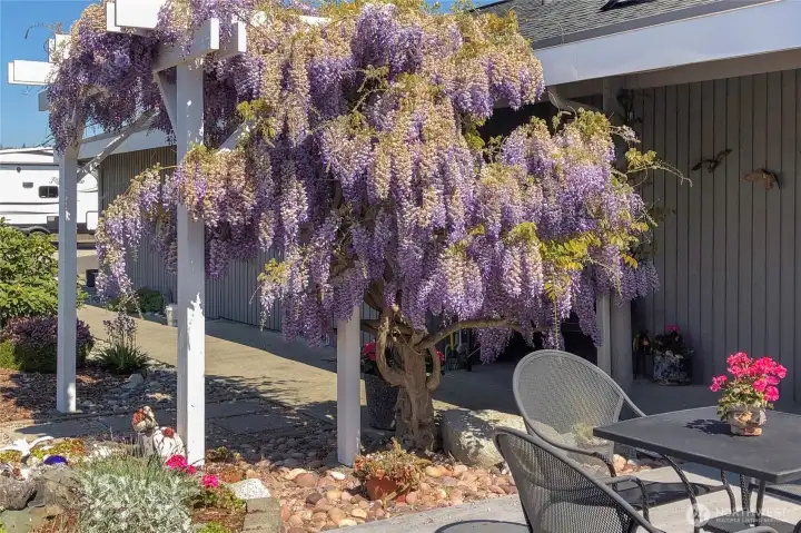 Stunning when in full bloom