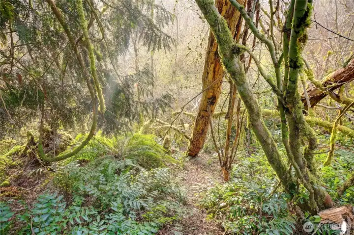 Trail Meanders back towards a salmon-trout stream just off SW Corner~