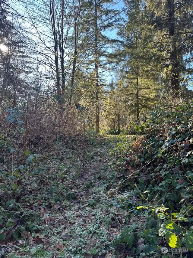 Trail down to creek bed.