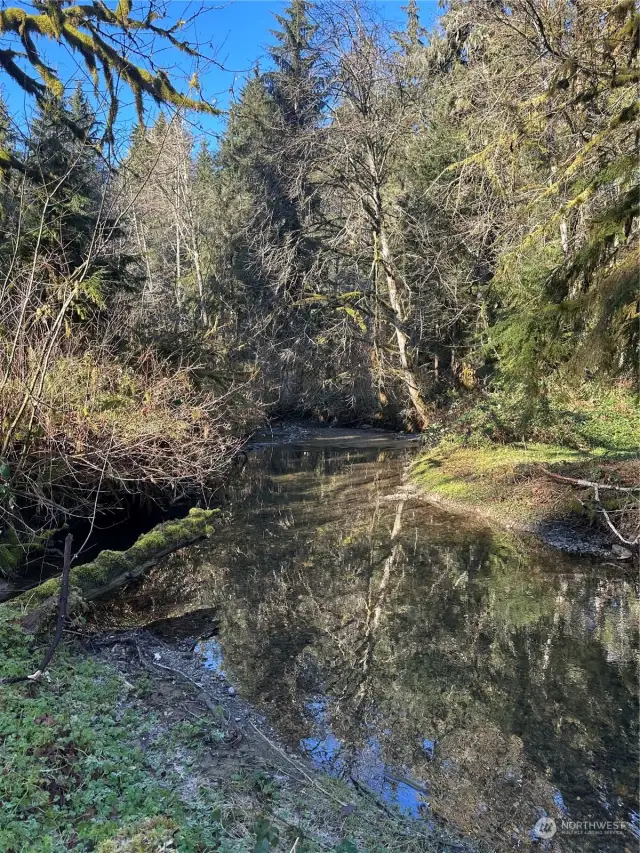 Looking down creek.