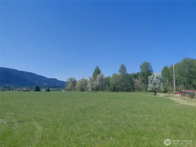 From North East corner, looking West. Property line is just on other side of Closest Tree in the right of this photo.