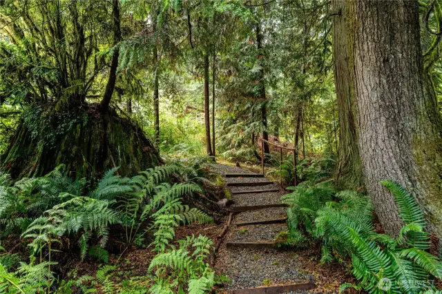 Walking Trails Thru the Woods