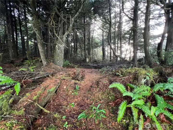 Beautiful woods on the back of the property.