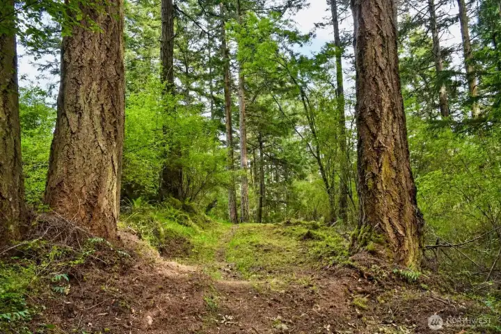 Easement is cleared leading to the top of the property and a potential building site area