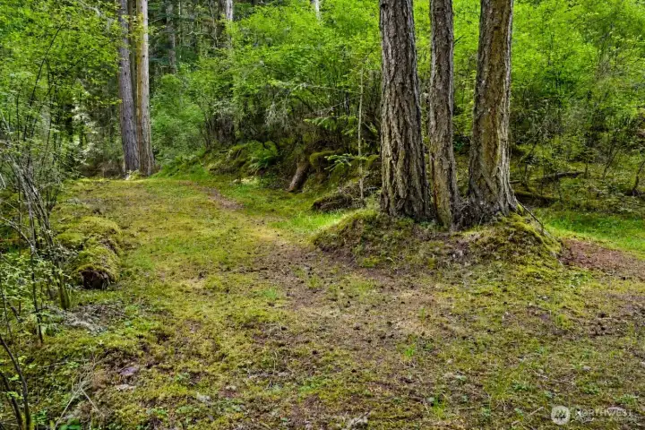 The driveway can also be expanded with more tree work.