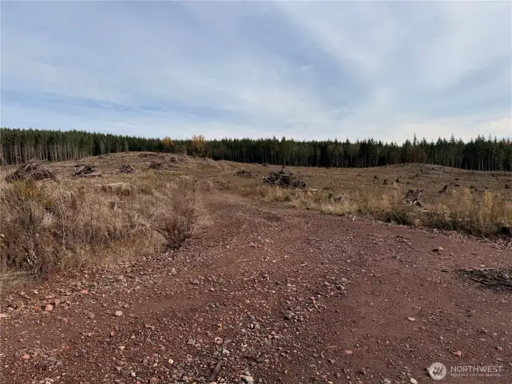 Level to gently sloping topography with network of logging roads on site.