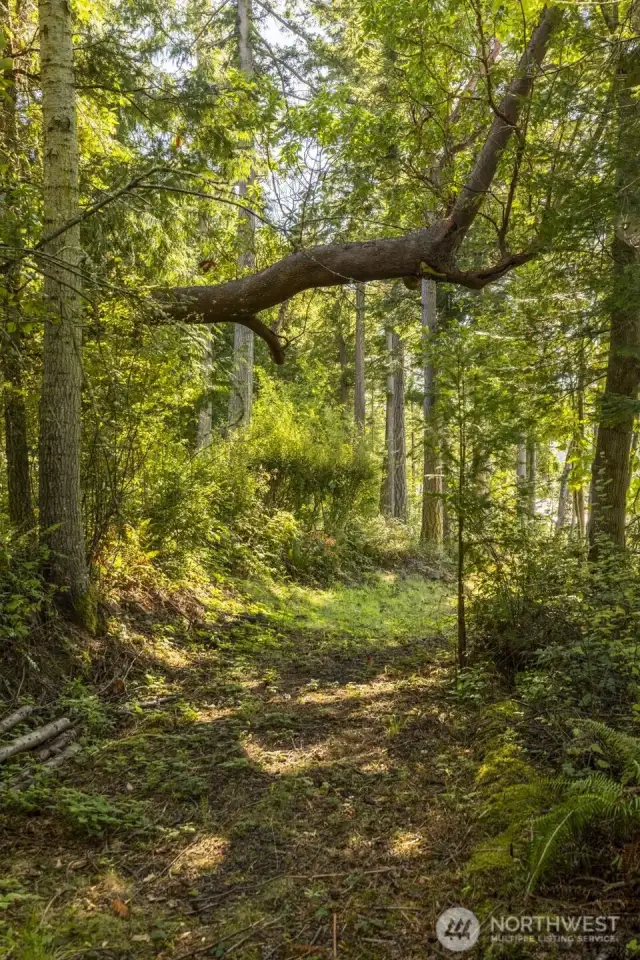 Lovely Trail through the wooded portion of the property