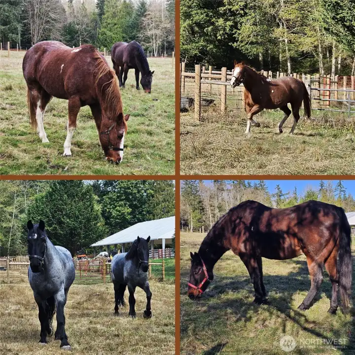 Friendly neighbor horses
