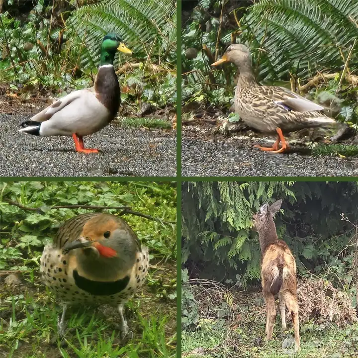 Critters around the property you’ll get the pleasure of enjoying