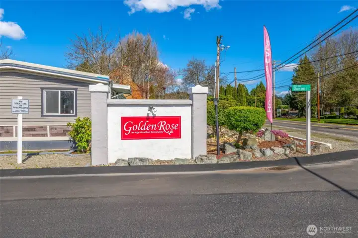 Desirable Golden Rose