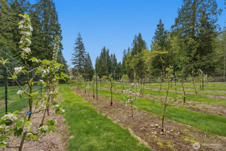 Orchard with fruit trees