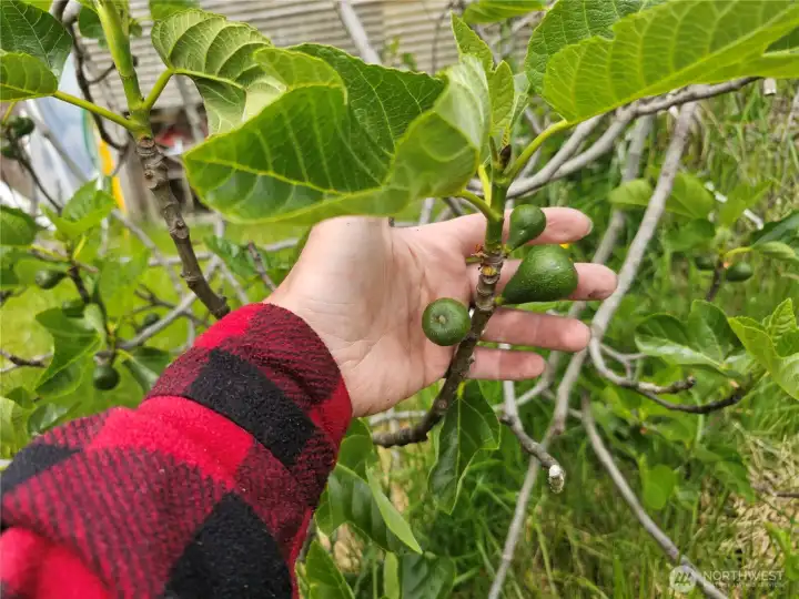 Figs Figs
