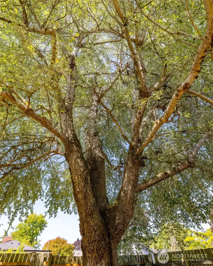 Mature shade tree in the back yard.