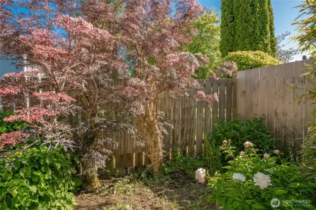 Mature landscaping and fence side yard area.