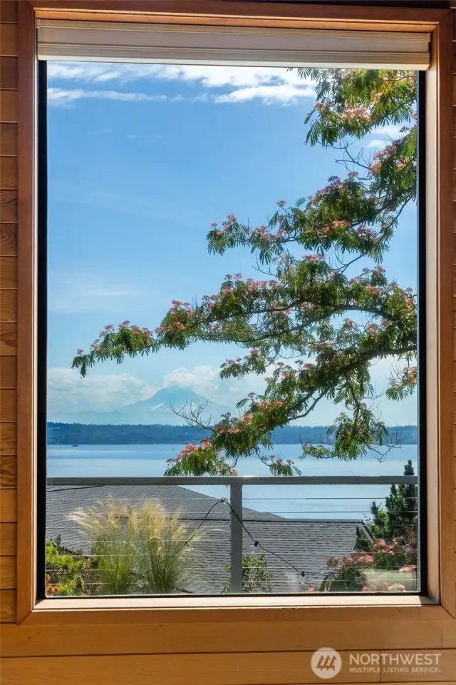 Mt. Rainier framed by the Mimosa Tree