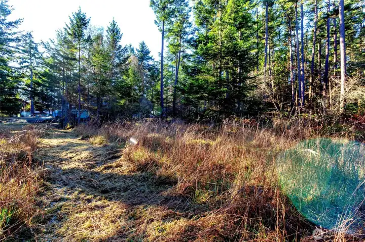Level clearing within the trees creating a potential building area framed by natural island vegetation.