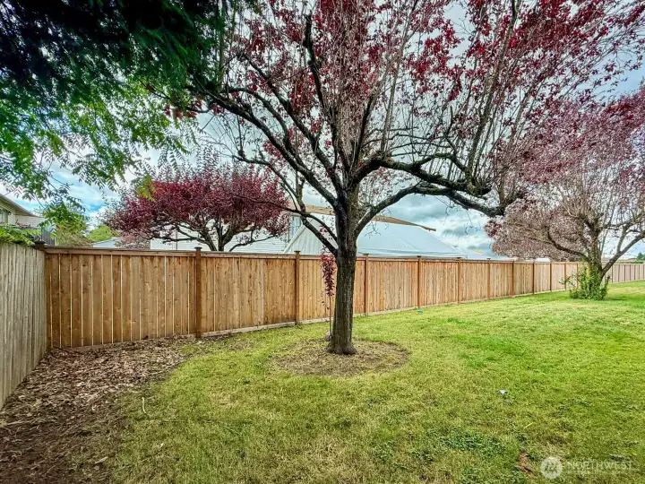 Exterior - backyard