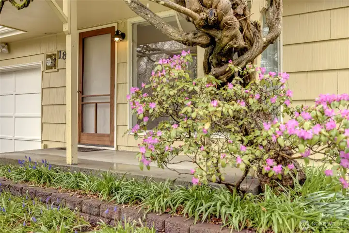 The mature yard has many flowers and shrubs with a few just starting to bloom!