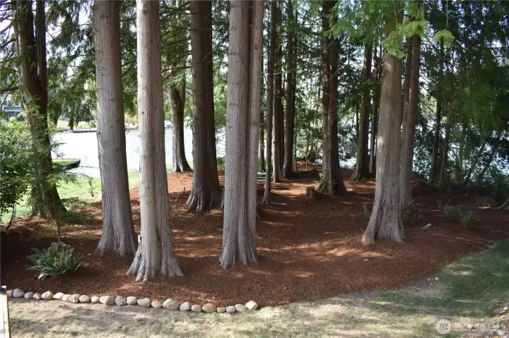 Wooded private grove butts up to lake