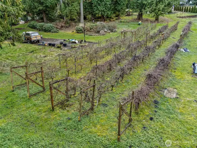 Small vineyard on property
