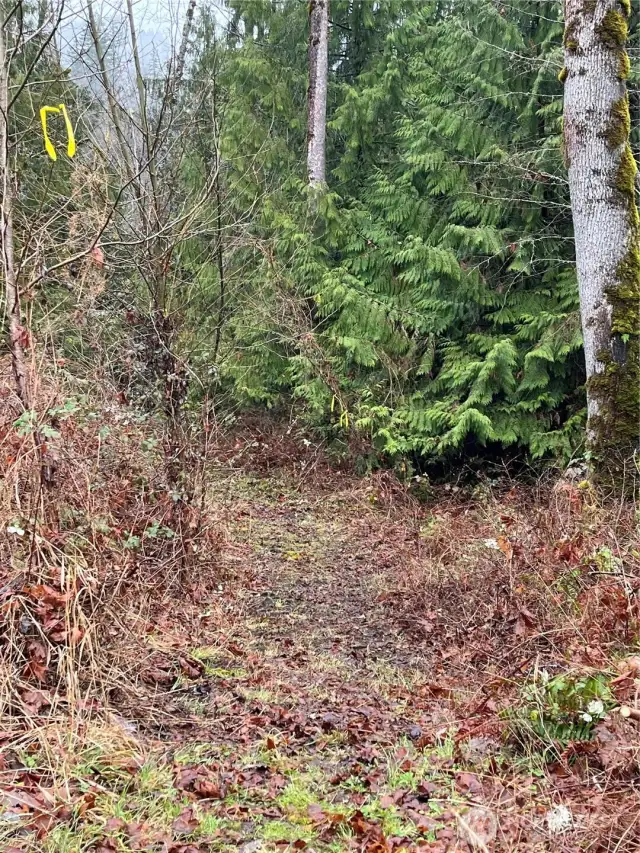 Trail to River