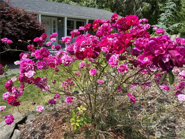 Beautiful roses welcome you home