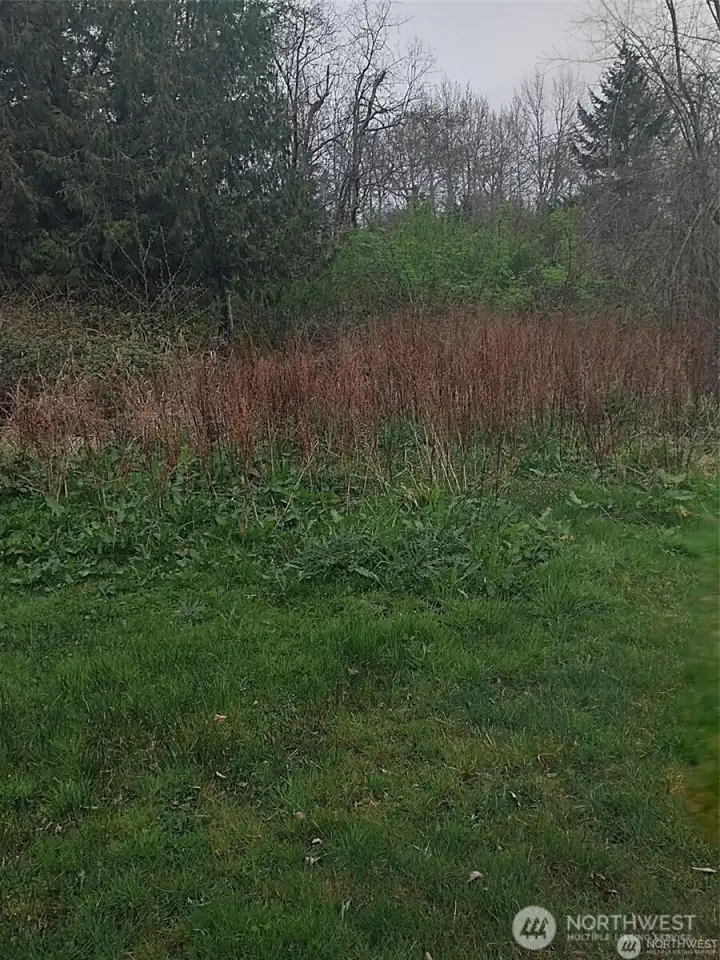 Lightly treed with some brush