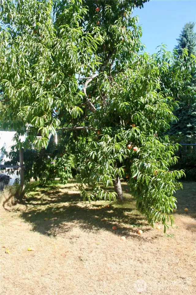 Peach Tree ready for picking