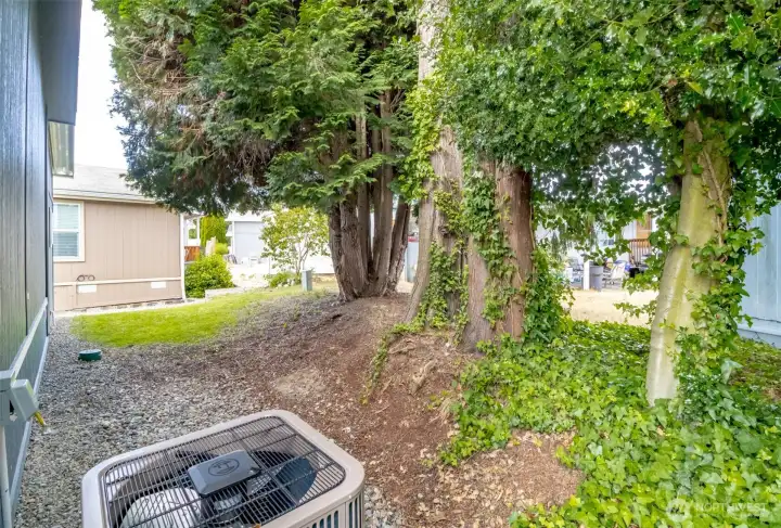 Side Yard with Trees
