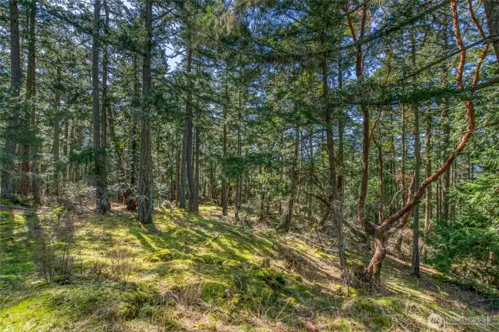 The natural landscape is full of a variety of native vegetation, mossy knolls, trails to get lost and day dream on this private, quiet, serene, peaceful 12+ acre estate.