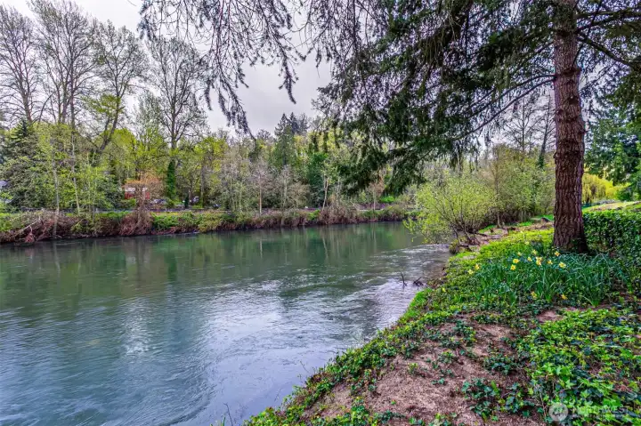 The river, as seen from the back yard.