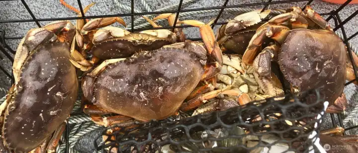 Fresh Dungeness crab from Saratoga Passage—just one of the rewards of life on the lagoon.