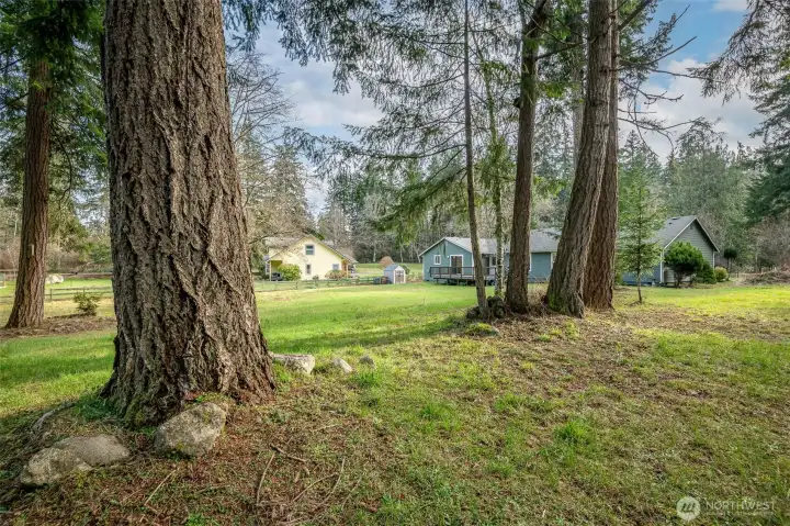 Evergreen trees are highlighted in this lush backyard.