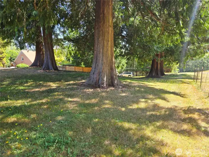 Huge redwood and Sequoias trees on this .43 acre lot looking from west to east down the southerly property line