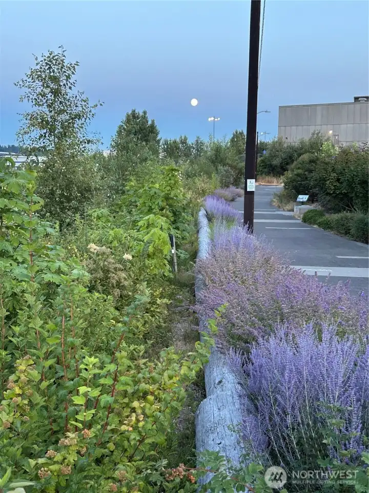 Walking path along the river at the Duwamish River People's park