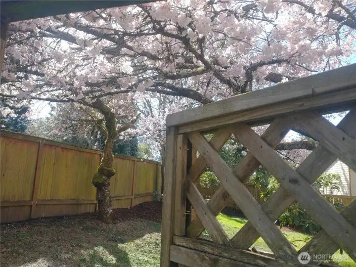 Entering backyard
