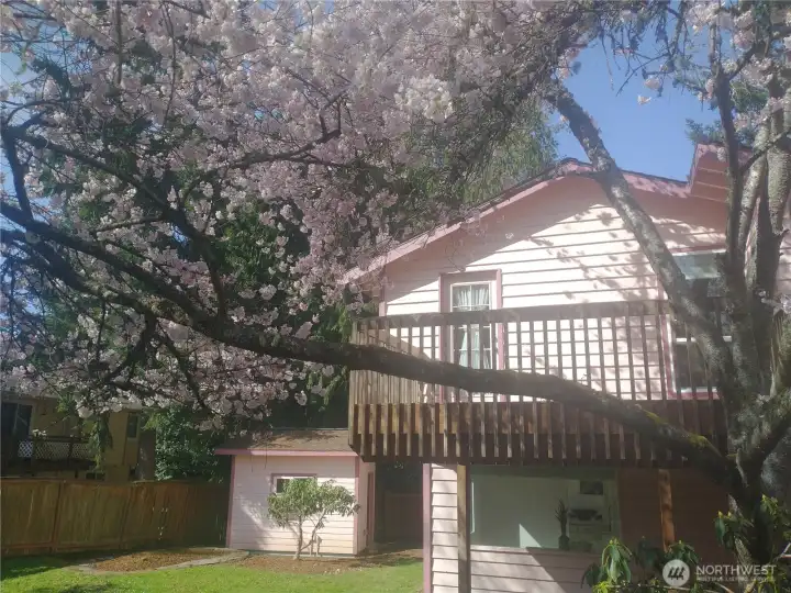 Backyard view