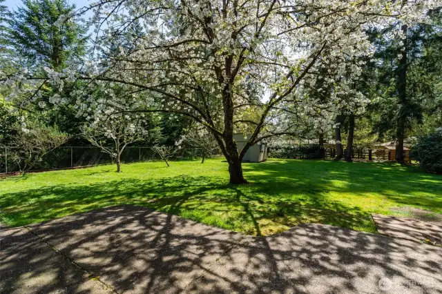 Cherry and Apple Trees and Fenced in Raised gardens for edibles Blueberry bushes, Strawberrys & Mint etc.