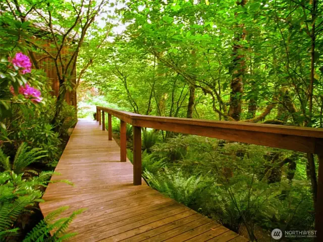 Wonderful boardwalks through rainforest...