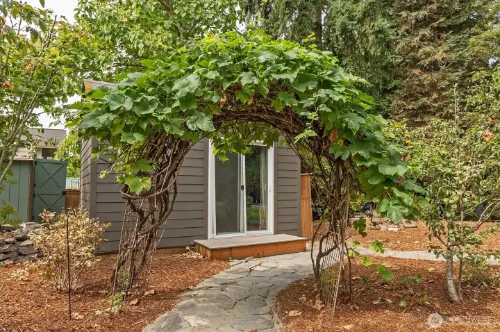 Grape Vine