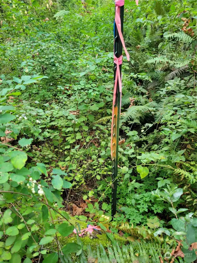 NW corner survey stake.