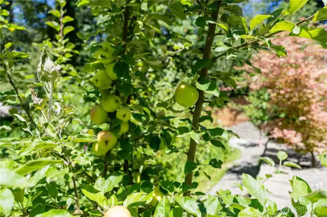 Apple tree