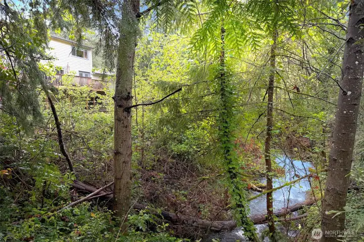 Creek at the back property line. Creek at the back property line.