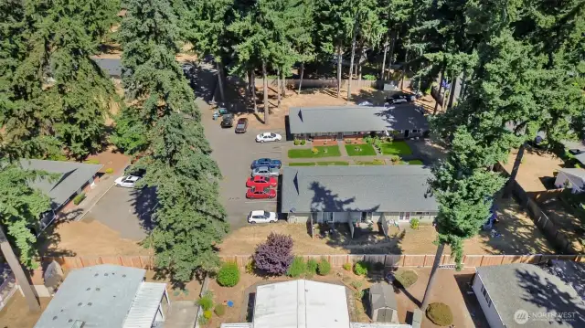 Tall Trees for Privacy and Shade