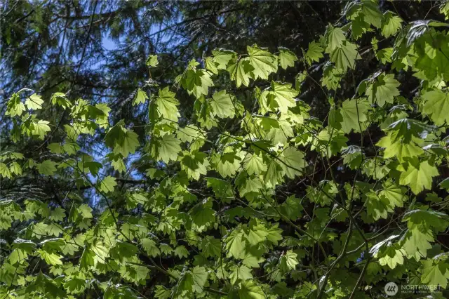 Variety of evergreen and deciduous trees