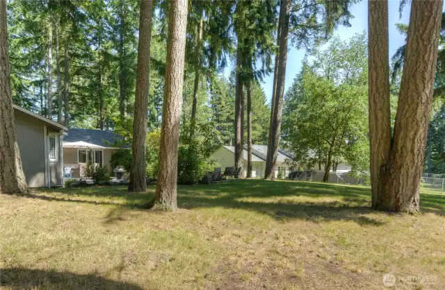 Huge backyard with lovely trees.