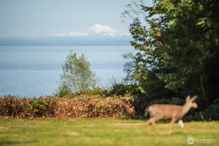 Deer says:  Please don't shoot me.