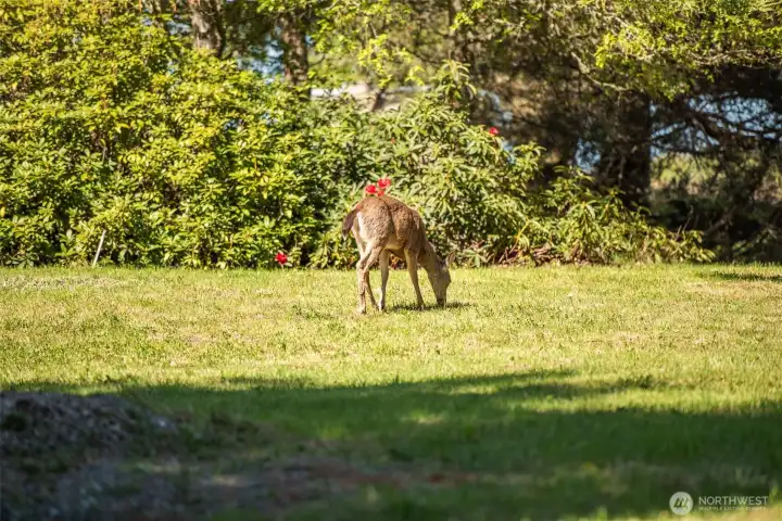 Deer says:  Thank you very much!
