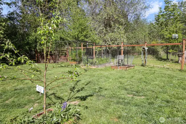 Your very own Cosmic Crisp Apple Tree!